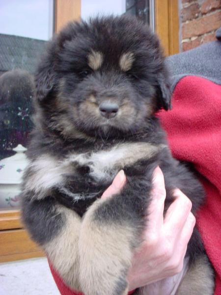 CHIOTS DE DUNA