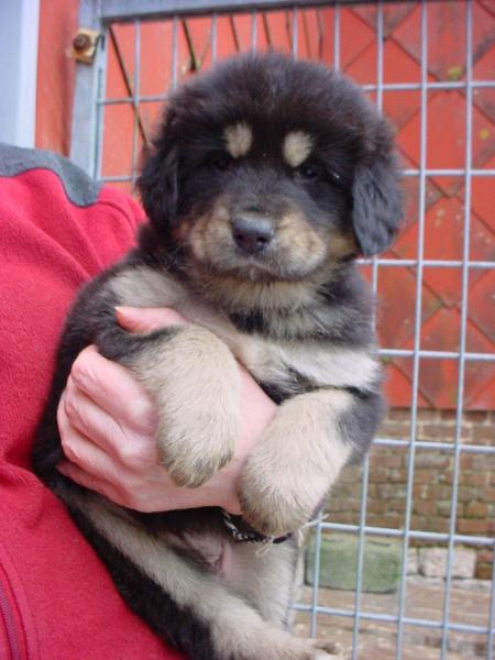 CHIOT DE DUNA